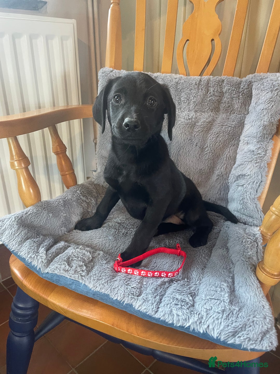 Labrador Retriever dogs for sale: Beautiful KC Reg Labrador Pups - Image 3