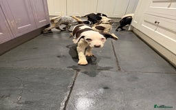 Mixed Breed dogs for sale: Collie x Dalmatian Puppies - Advert 15
