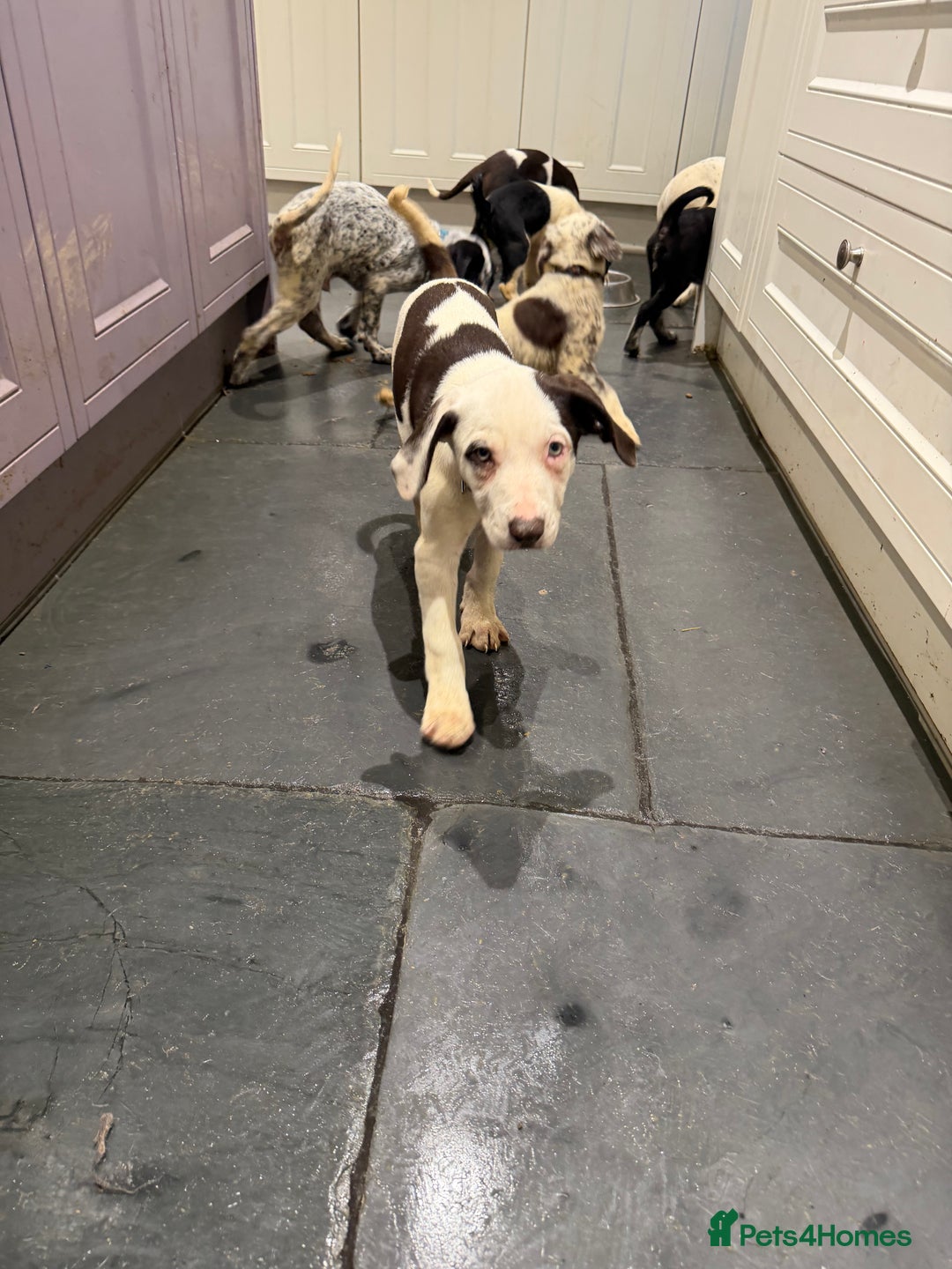 Mixed Breed dogs for sale: Collie x Dalmatian Puppies - Advert 15