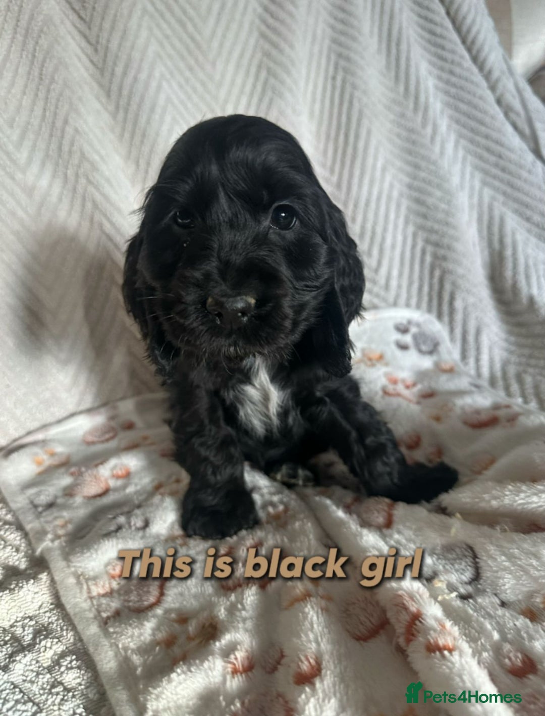 Cocker Spaniel dogs for sale: Show cocker Spaniel puppies ready to leave now - Advert 8