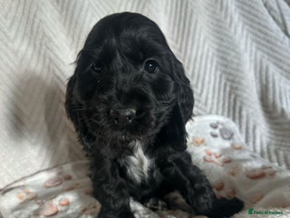 Cocker Spaniel dogs Show cocker Spaniel puppies ready to leave now - Advert 6