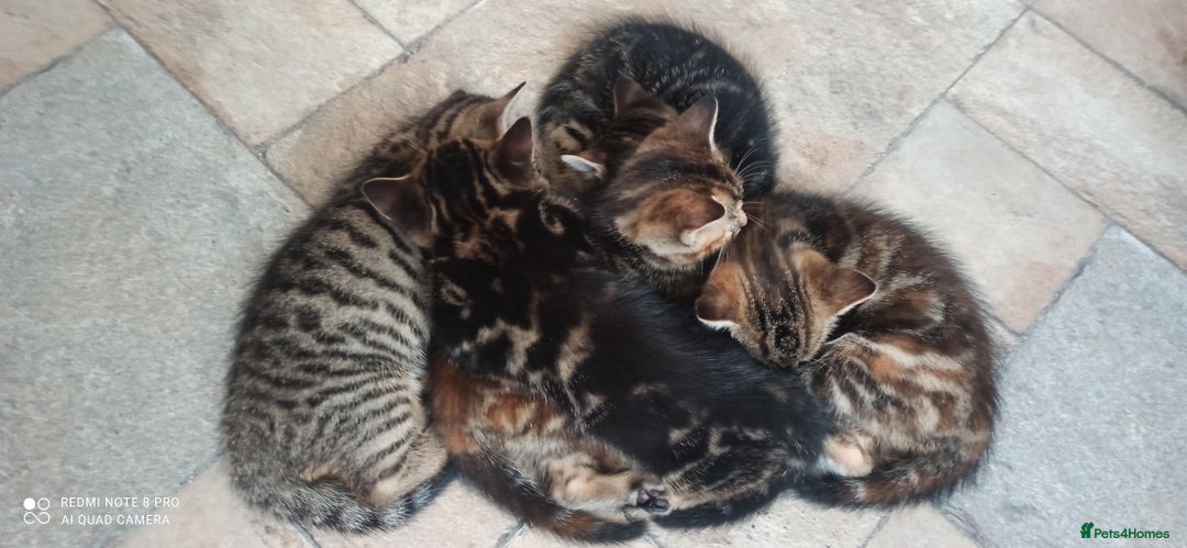 British Shorthair cats for sale: Beautiful tabby kittens - Image 7
