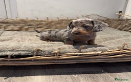 Dachshund dogs for sale: Beautiful Blue & Tan Dapple Girl  - Image 8