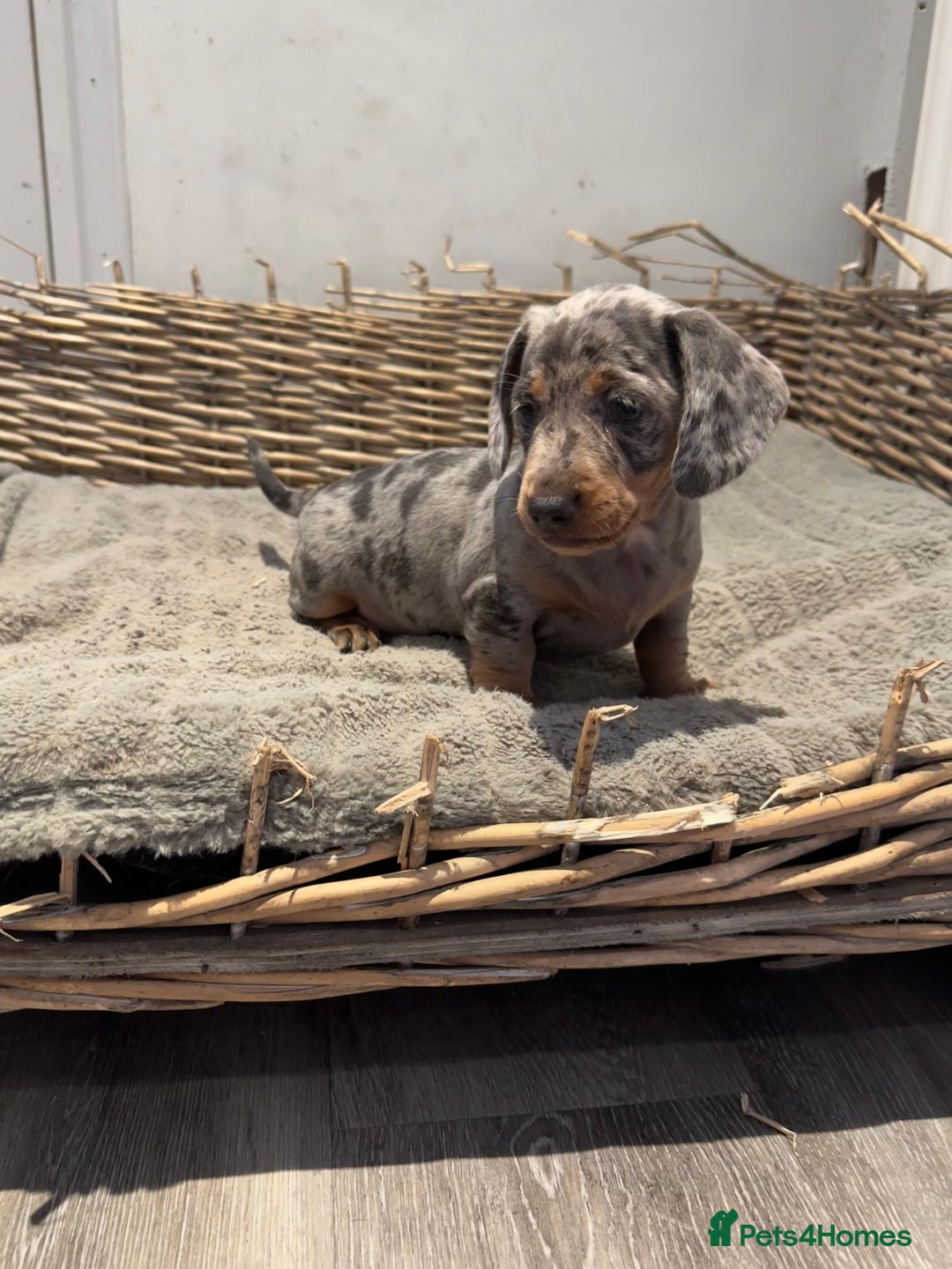 Dachshund dogs for sale: Beautiful Blue & Tan Dapple Girl  - Image 8