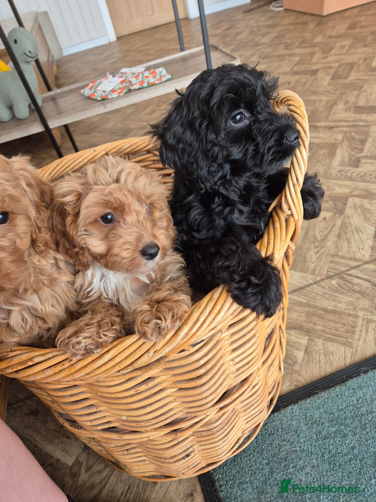 Cockapoo dogs We are now ready for our new homes - Advert 1