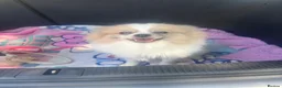 Pomeranian dogs for sale: Beautiful female adult Pom  - Advert 1