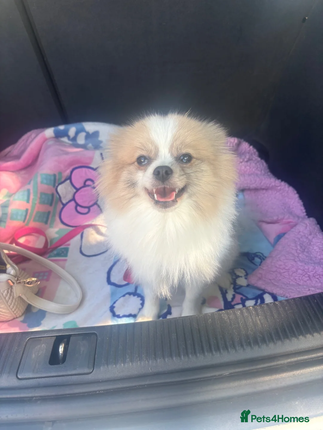 Pomeranian dogs for sale: Beautiful female adult Pom  - Advert 1
