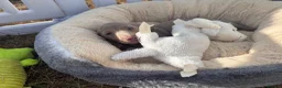 Miniature Dachshund dogs for sale: Miniature dachshund puppies  - Advert 23