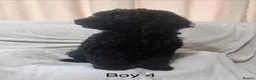 Cockapoo dogs for sale: 5 beautiful cockapoo puppies  - Advert 8