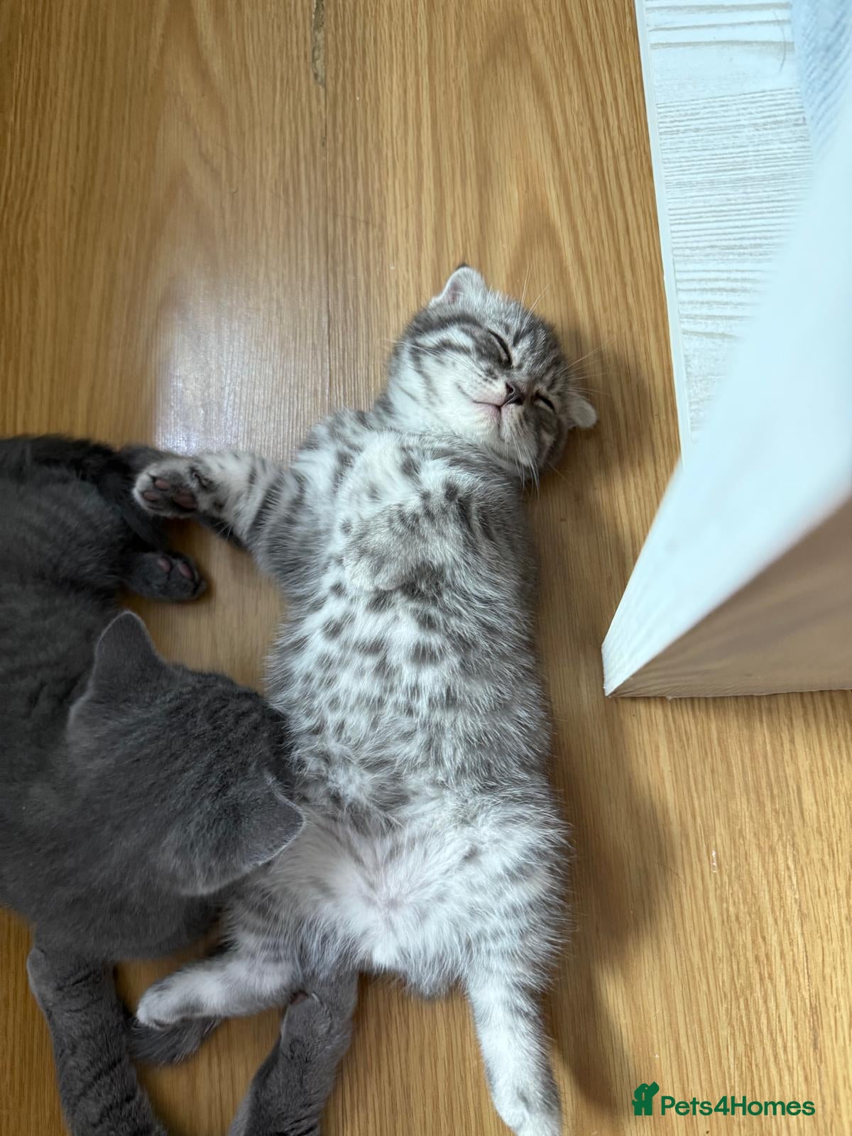 Scottish Fold cats BRITISH SHORTHAIR  KITTENS  😸  - Advert 2