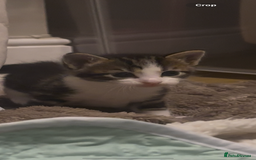 American Shorthair cats for sale: 6 kittens & 1 year old Mama for sale in Kent - Image 8