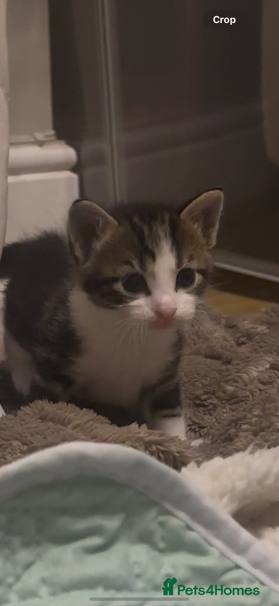 American Shorthair cats for sale: 6 kittens & 1 year old Mama for sale in Kent - Image 8