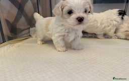 Mixed Breed dogs for sale: Maltese Cross Puppies for Sale  - Image 17