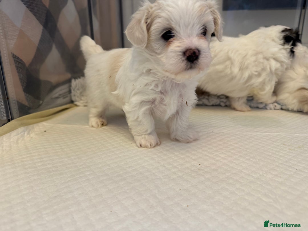 Mixed Breed dogs for sale: Maltese Cross Puppies for Sale  - Image 17
