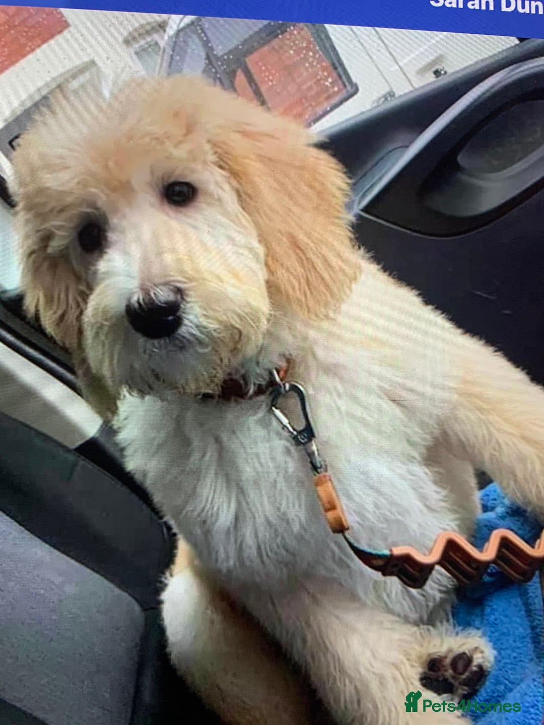 Goldendoodle dogs for sale: Multigenerational Doodles - Advert 29