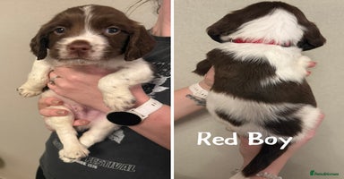 English Springer Spaniel dogs - Advert 6