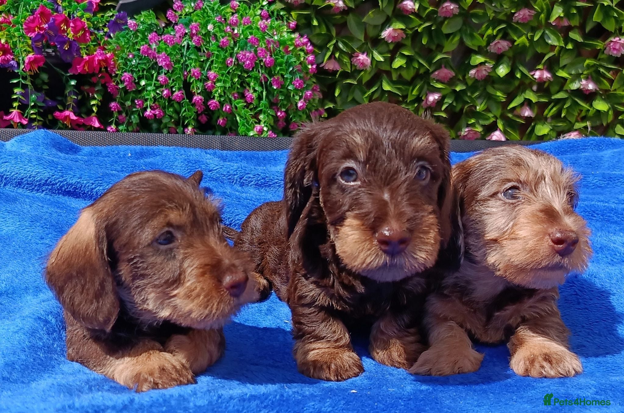 Miniature Dachshund dogs READY NOW MINI WIRES KC REG PRA LAFORA CLEAR - Advert 2