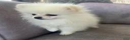 Pomeranian dogs for sale: one little girl Pomeranian puppies - Advert 6
