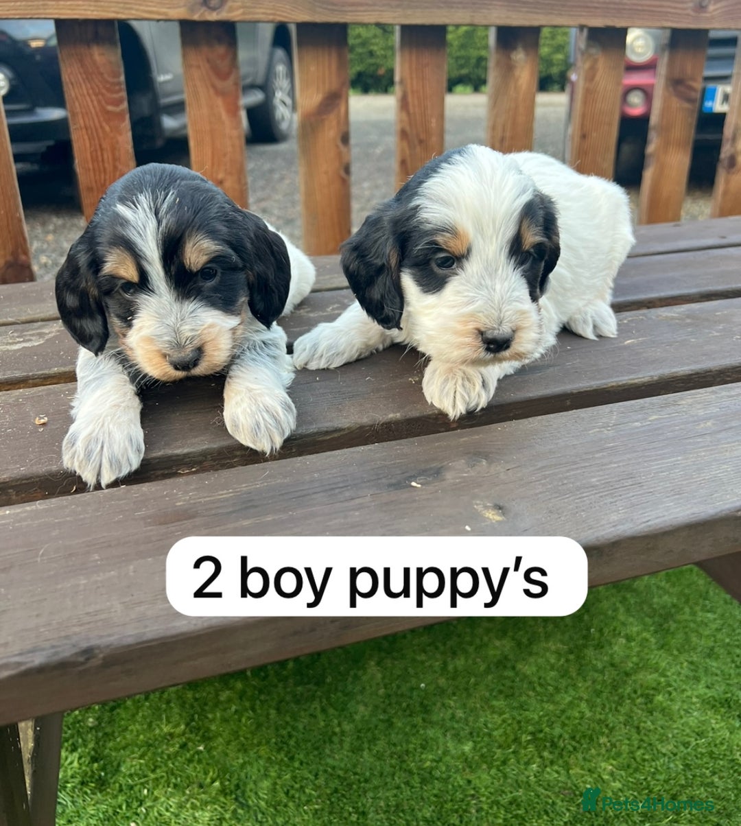 Cockapoo dogs for sale: Cockapoo puppy’s  - Advert 4