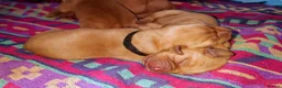 Labrador Retriever dogs for sale: Beautiful KC Registered Fox Red Labrador Puppies - Advert 22