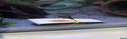 Plecos fish for sale: Common and albino bristlenose plecos - Advert 7