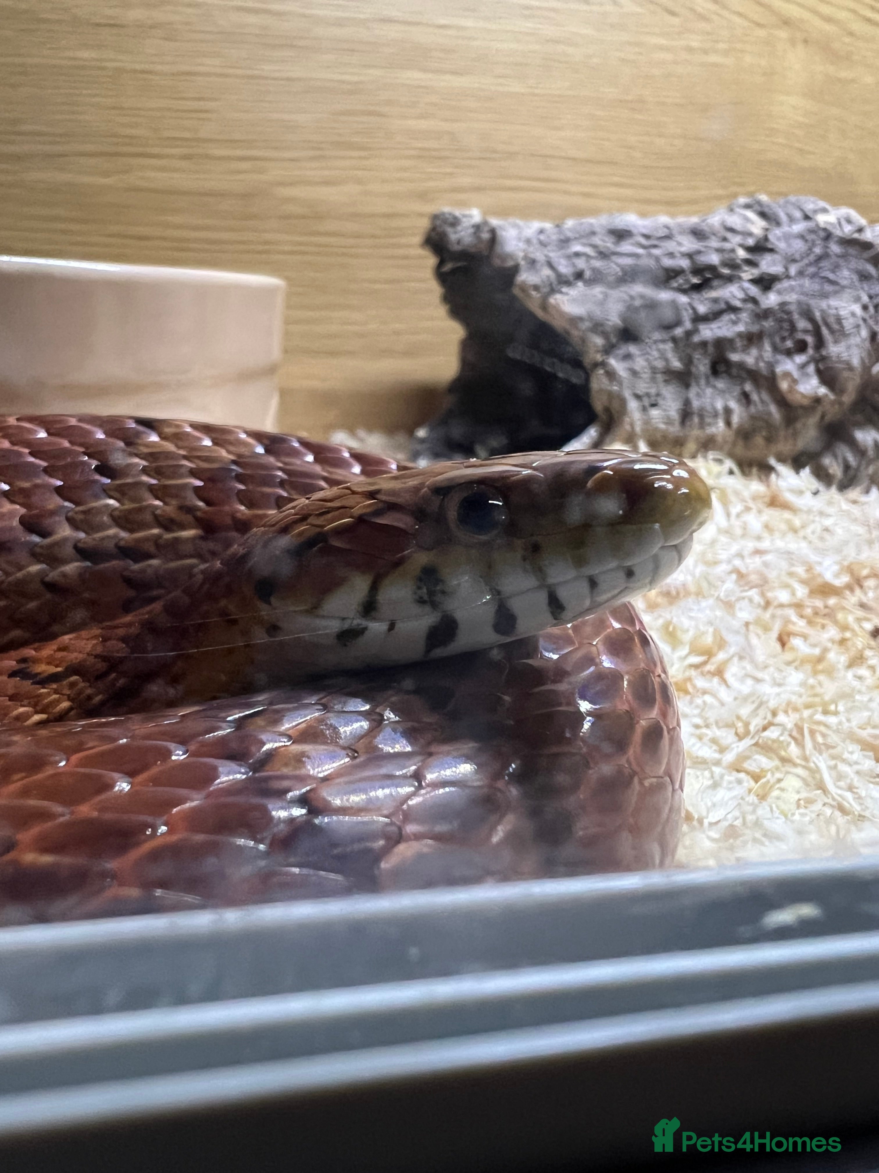 Corn Snake reptiles 8yr old Cornsnake - Advert 2