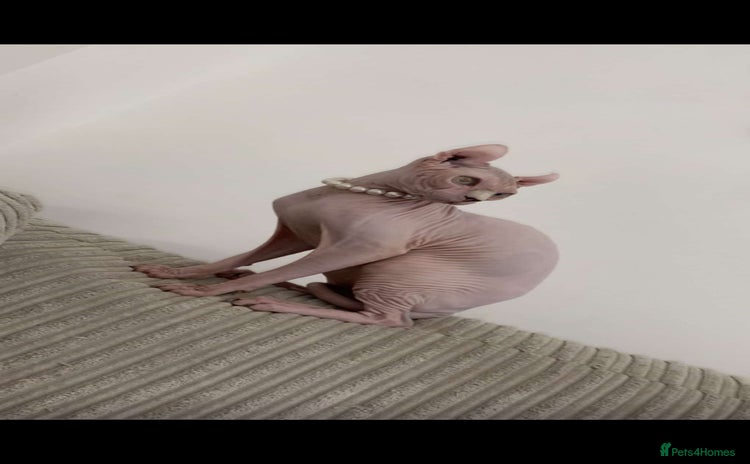 Sphynx cats - Advert 15