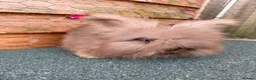 Angora rabbits for sale: pedigree english angoras  - Advert 5