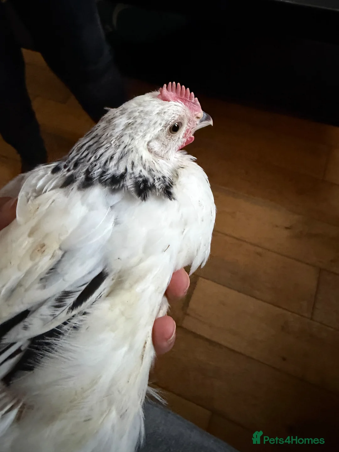 Chickens poultry for sale: Light Sussex chickens in Hounslow - Advert 5