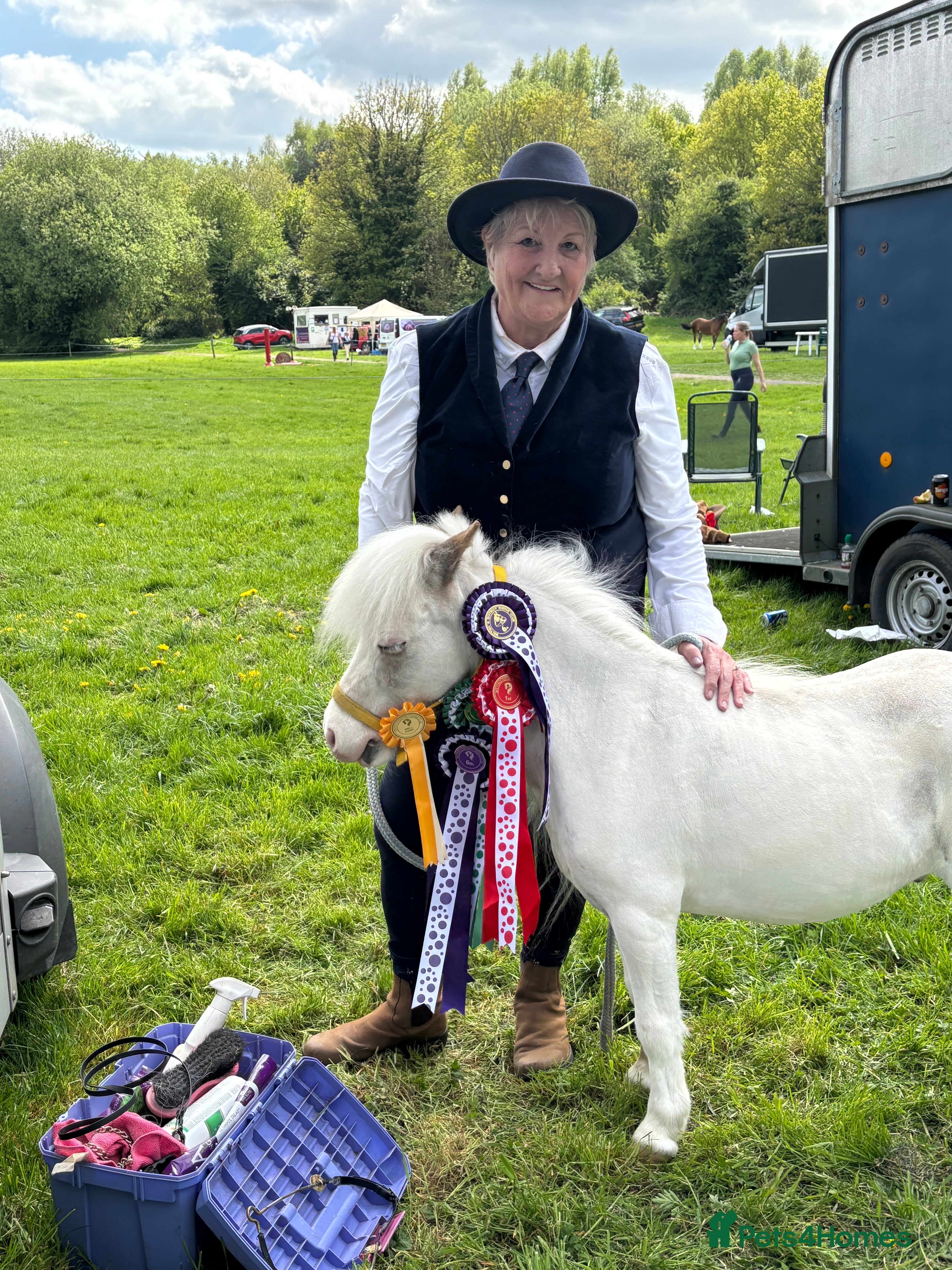 Miniature horses Beautiful American miniature  - Advert 1