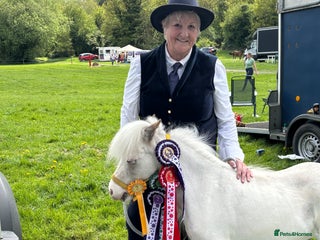 Miniature horses Beautiful American miniature - Advert 6