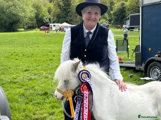 Miniature horses Beautiful American miniature - Advert 3