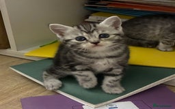 American Shorthair cats for sale: American shorthair  - Image 31