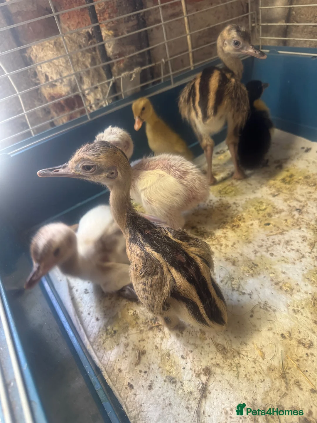 Emus poultry for sale: Baby rhea white and grey - Advert 2
