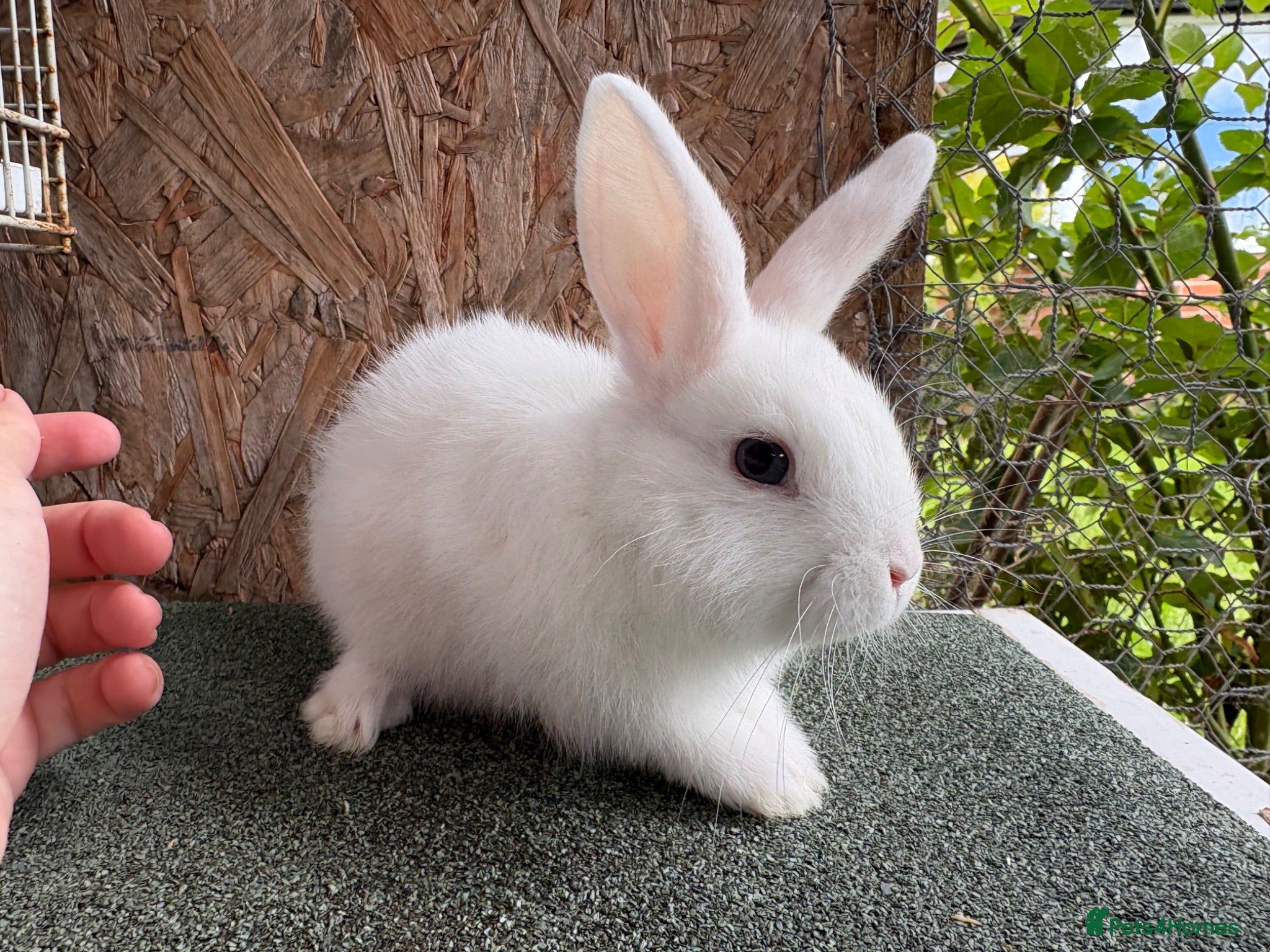 Mixed Breed rabbits Blue eyed white MALE - Advert 18