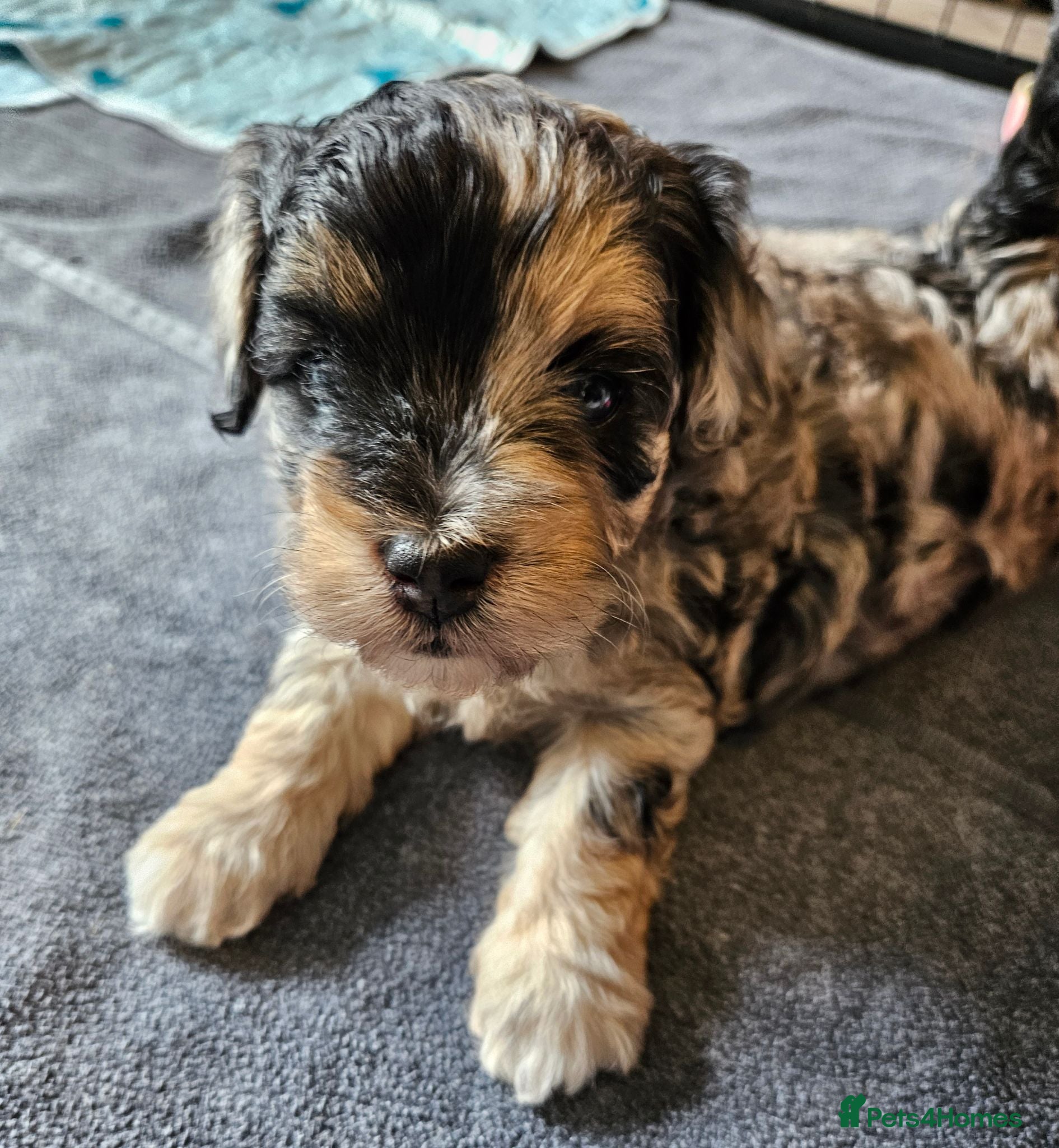 Maltipoo dogs Beautiful Blue Merle Maltipoos - Advert 1