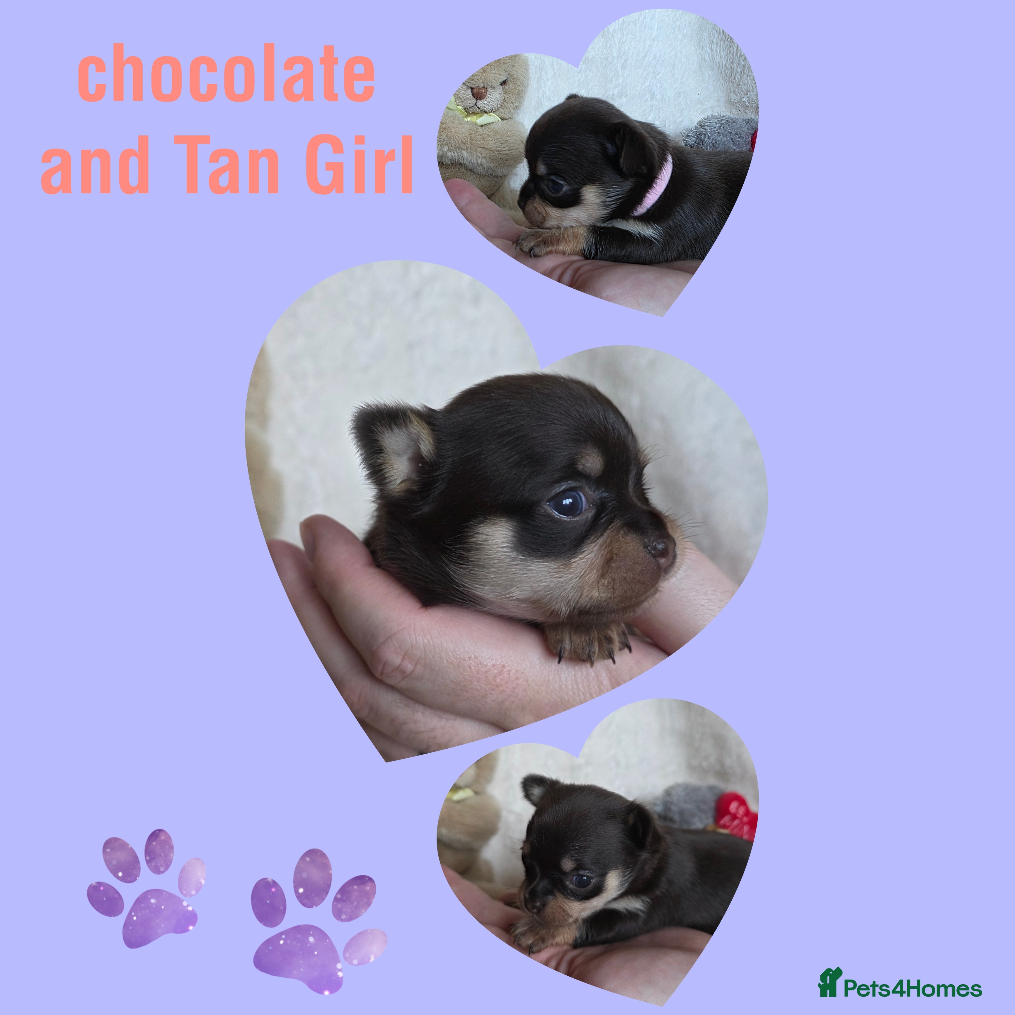 Chihuahua dogs 5 Beautiful true to type small chihuahuas - Advert 15