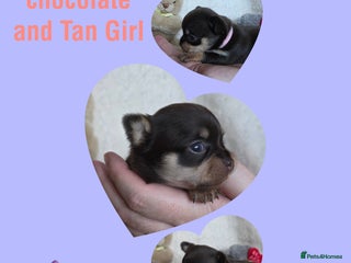 Chihuahua dogs 5 Beautiful true to type small chihuahuas - Advert 15