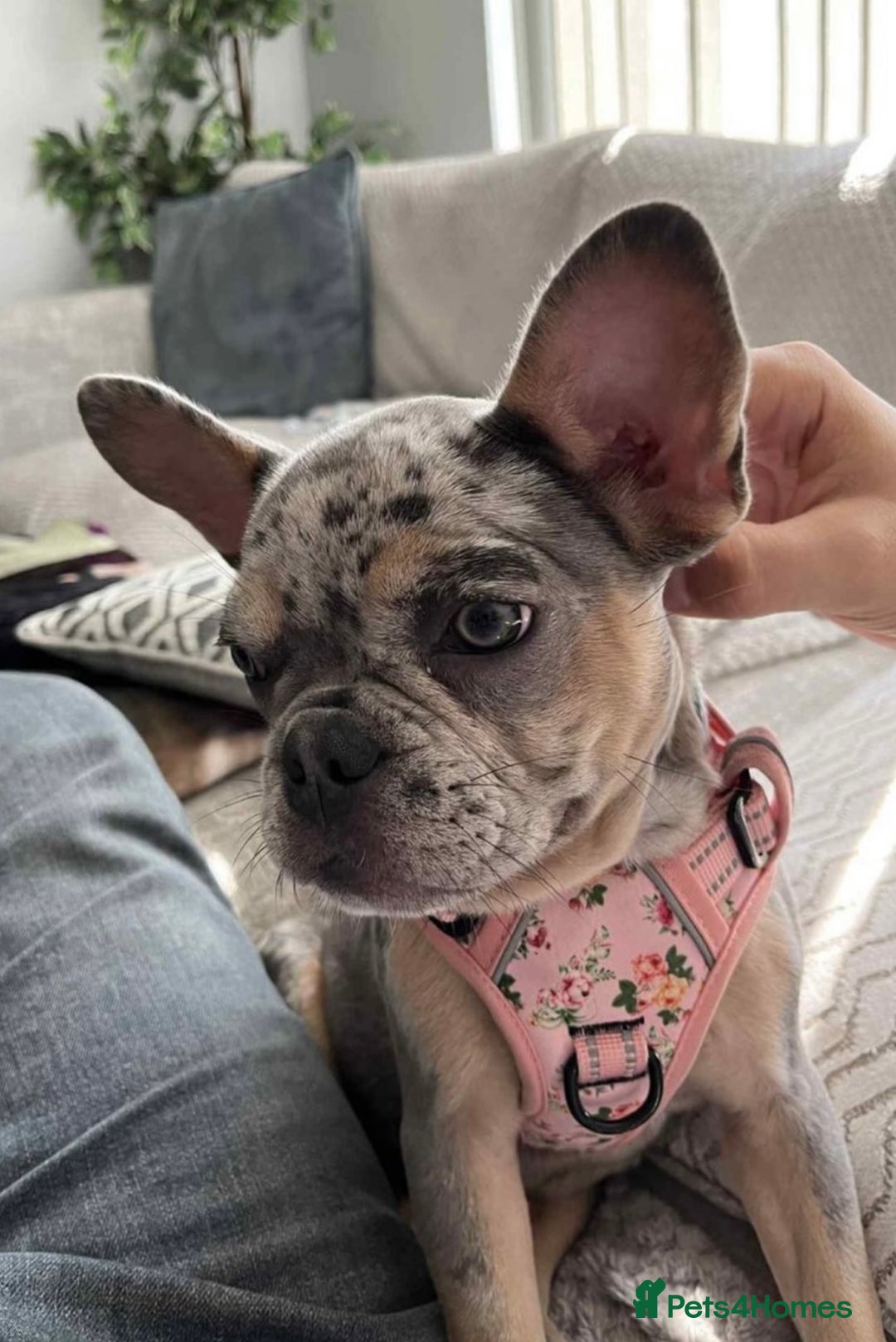 French Bulldog dogs for sale: French Bulldog Blue Merle Female Rare Colours  - Advert 5
