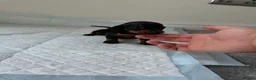 Miniature Dachshund dogs for sale: Ready now Miniature dachshund girls - Advert 27