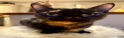 Mixed Breed cats for sale: 4 beautiful kittens in Stafford - Advert 4