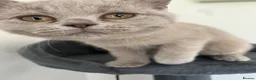 British Shorthair cats for sale: British shorthair female  - Advert 4