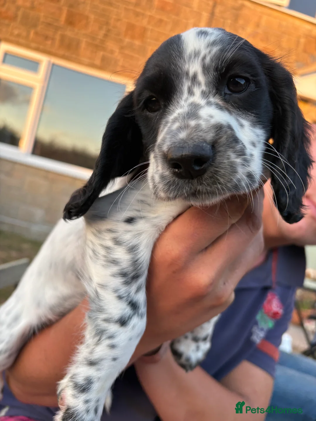 Sprocker dogs for sale: Cocker/springer/collie pups  - Advert 1