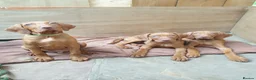 Hungarian Vizsla dogs for sale: Hungarian Vizsla - Advert 1