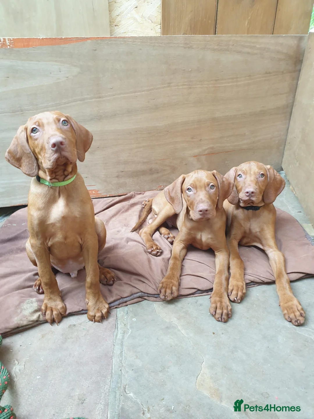 Hungarian Vizsla dogs for sale: Hungarian Vizsla - Advert 1