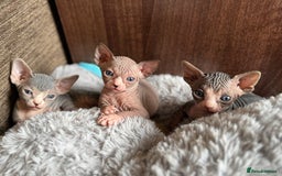 Sphynx cats for sale: Sphynx girls looking for new beds to snuggle in - Image 1