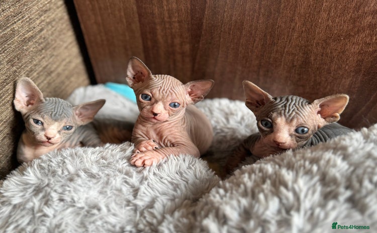 Sphynx cats - Advert 3