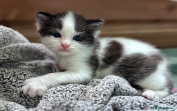 Domestic Shorthair cats for sale: ✨🐾 Gorgeous Kittens Looking for Loving Homes 🐾✨ - Image 5