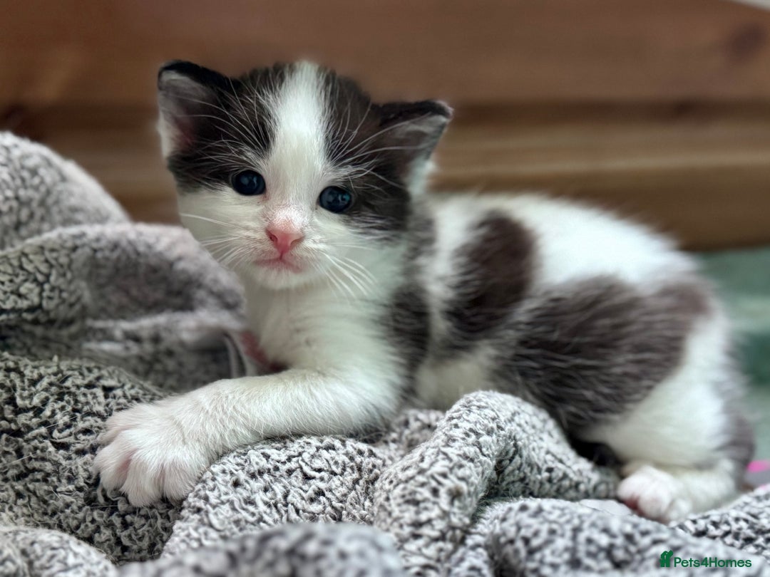 Domestic Shorthair cats for sale: ✨🐾 Gorgeous Kittens Looking for Loving Homes 🐾✨ - Image 5