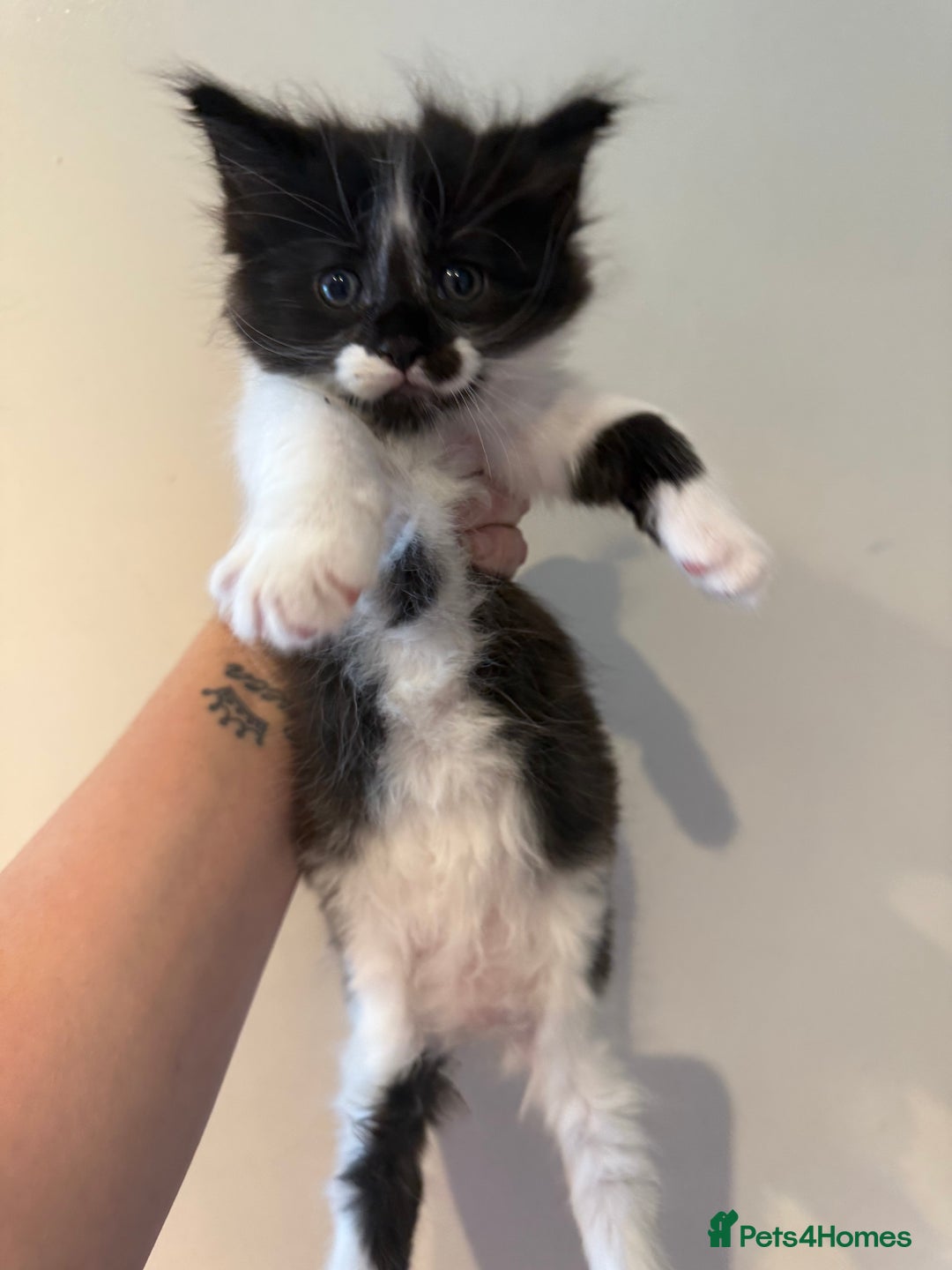 Maine Coon cats for sale: MaineCoon Female Kitten 🩷 - Image 10